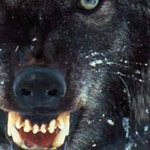 Meet your Posher, Ivan