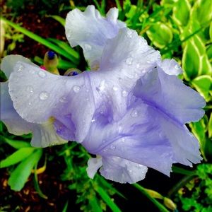 Meet your Posher, Deirdre