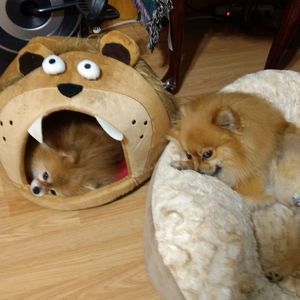 Meet your Posher, Drema