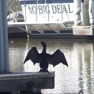 Meet your Posher, Jackie