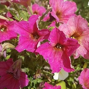 Meet your Posher, Marilyn