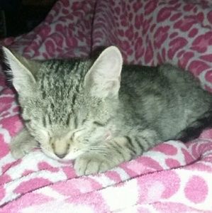 Meet your Posher, Misty