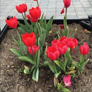 Meet your Posher, Cheri