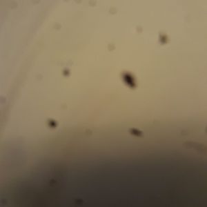 Meet your Posher, Mason