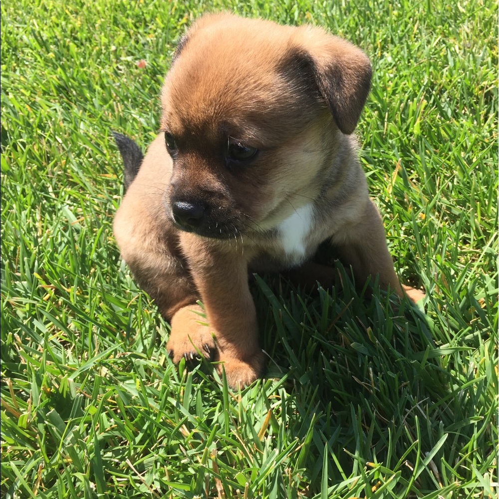 Meet your Posher, Mindy