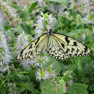 Meet your Posher, Sophie