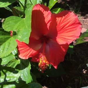 Meet your Posher, Lindsey