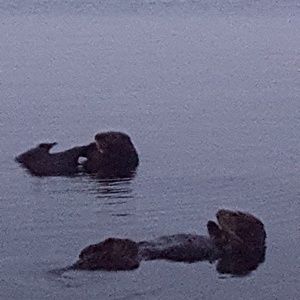 Meet your Posher, Jesse