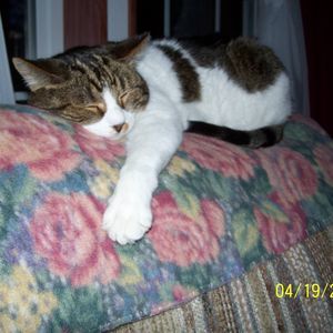 Meet your Posher, Molly