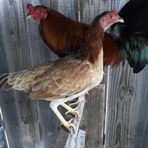 Meet your Posher, Lupe