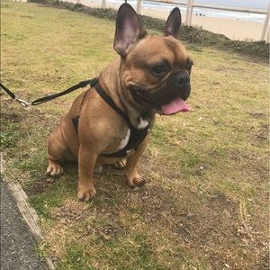 Meet your Posher, Cesar