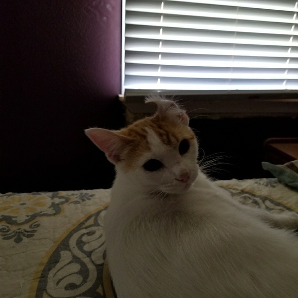 Meet your Posher, Crissy - Picture 1 of 1