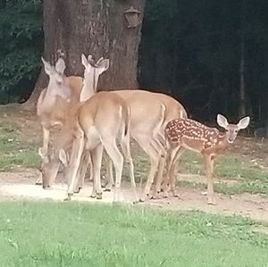 Meet your Posher, Sandie