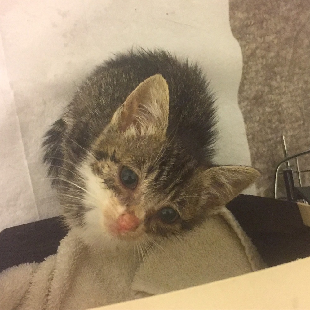 😻 ADOPTED!🌈 - Picture 2 of 8