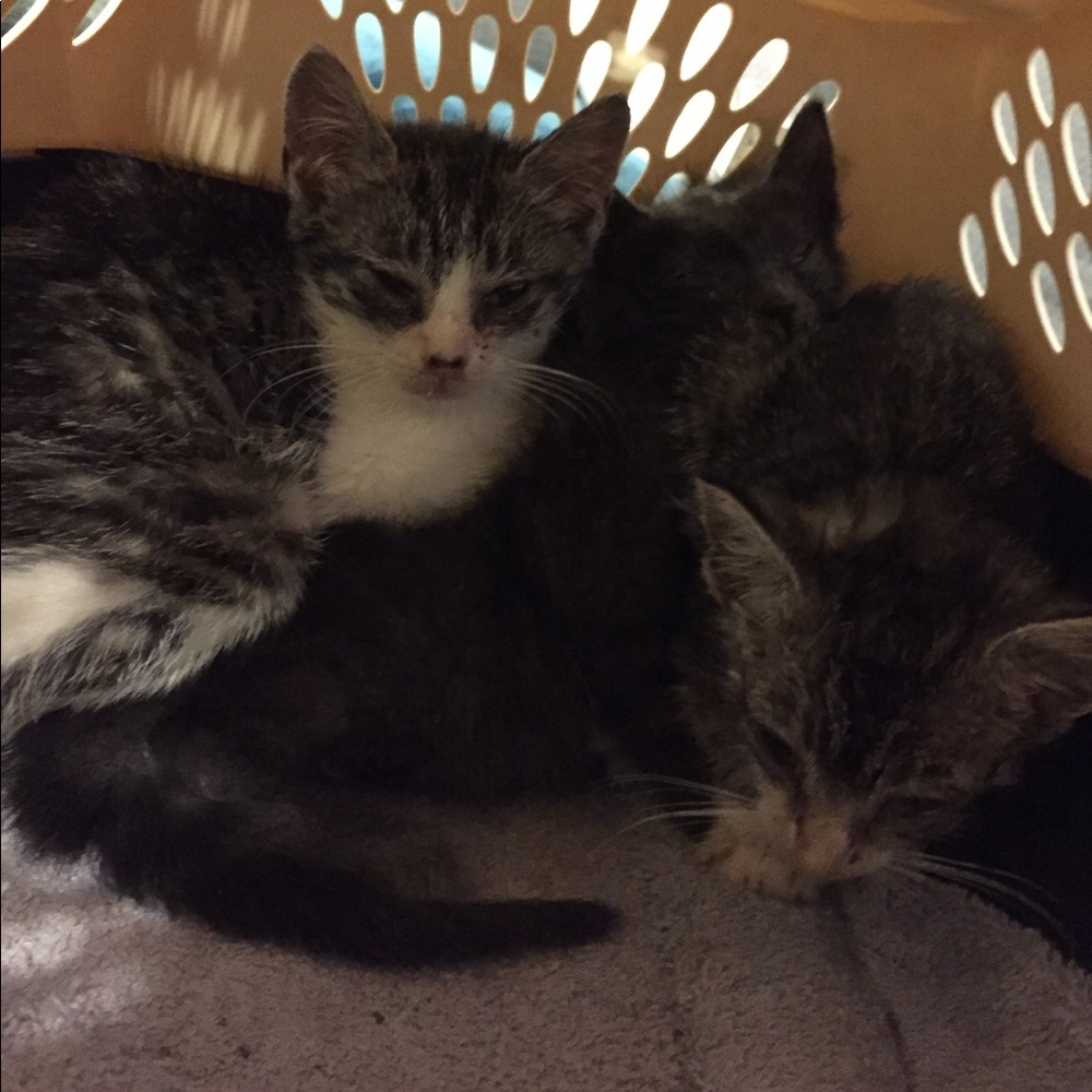 😻 ADOPTED!🌈 - Picture 3 of 8
