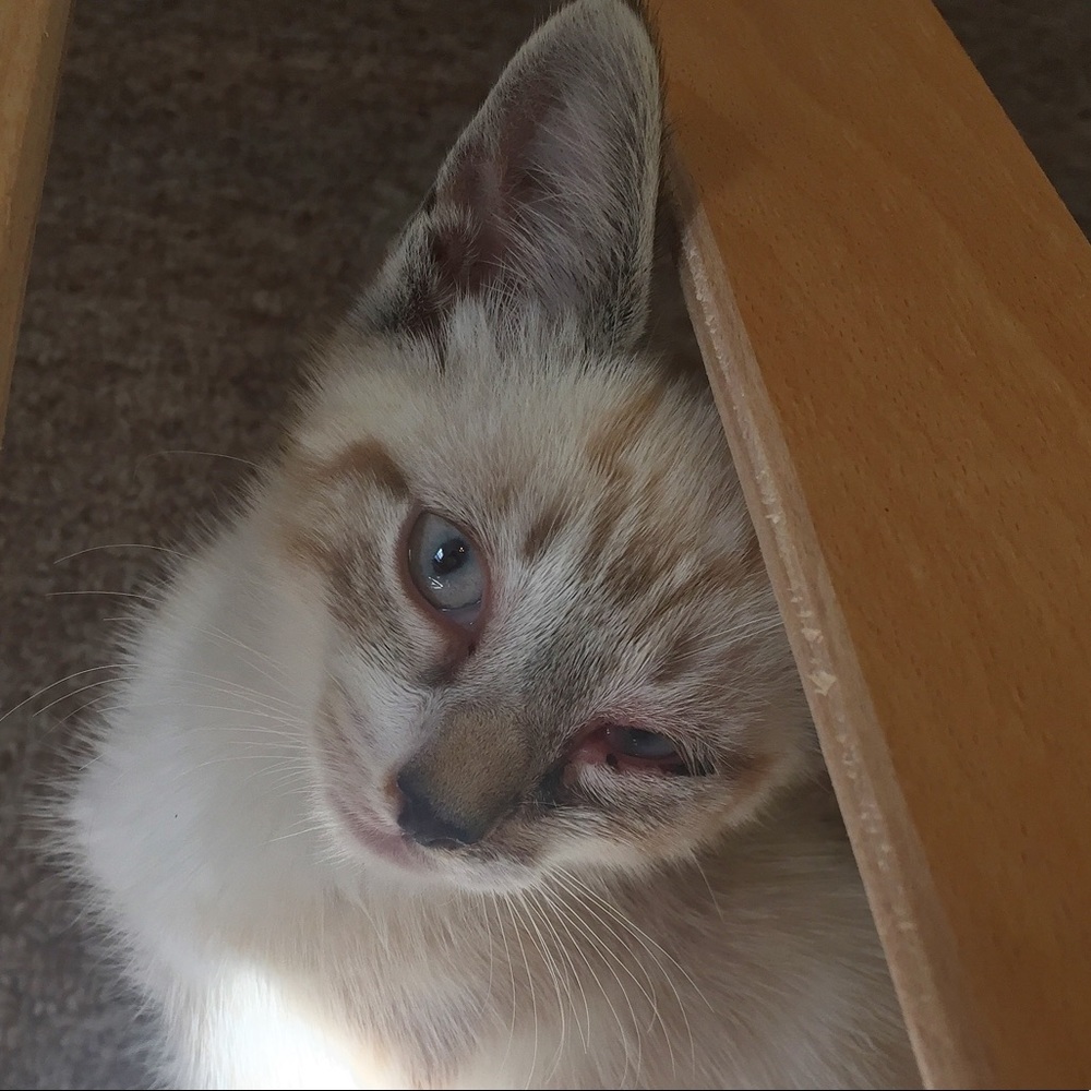😻 ADOPTED!🌈 - Picture 4 of 8