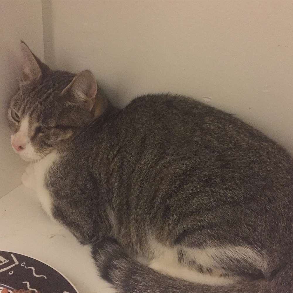 😻 ADOPTED!🌈 - Picture 5 of 8