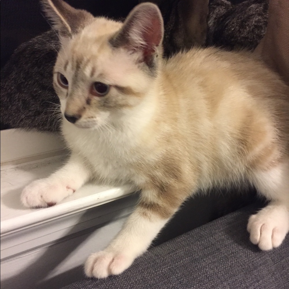 😻 ADOPTED!🌈 - Picture 7 of 8