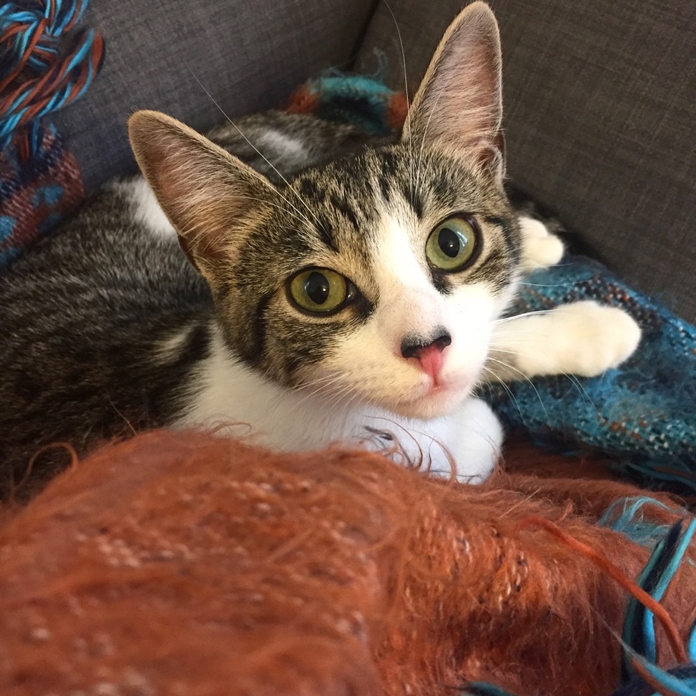😻 ADOPTED!🌈 - Picture 6 of 8