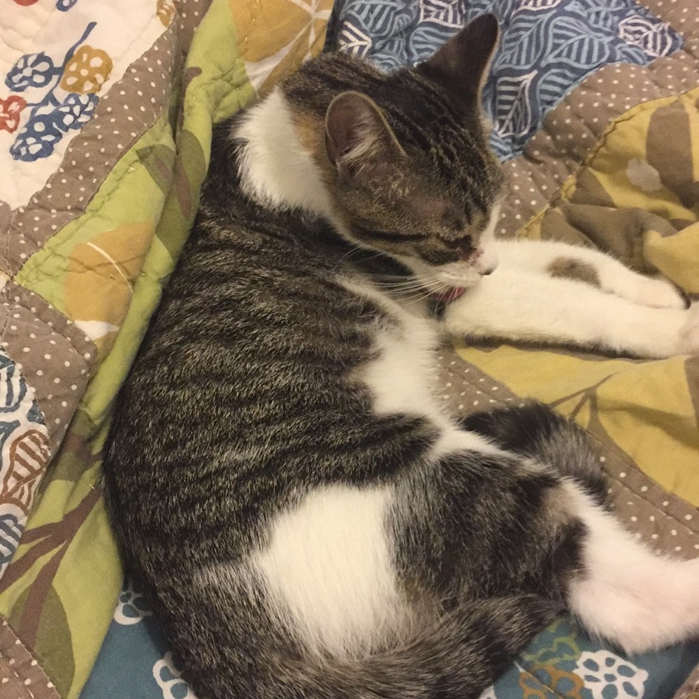 😻 ADOPTED!🌈 - Picture 8 of 8