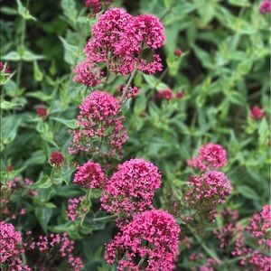 Meet your Posher, Cayla