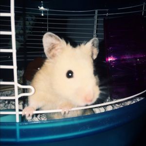 Meet your Posher, Amber