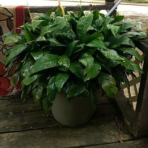 Meet your Posher, Jon