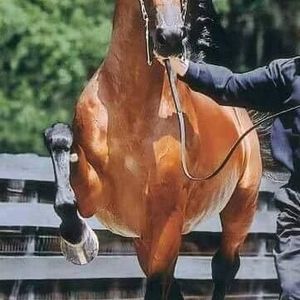 Meet your Posher, Garrett