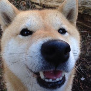 Meet your Posher, Liam