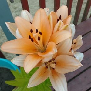 Meet your Posher, Dana