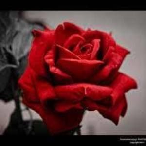 Meet your Posher, Carla