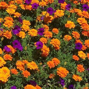 Meet your Posher, Jimmy carol