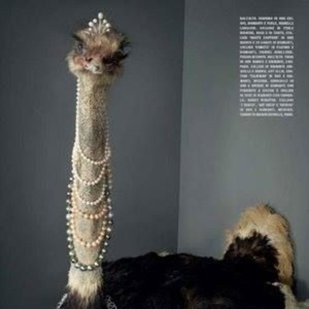 Meet your Posher, Deniz