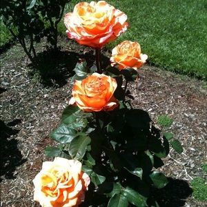 Meet your Posher, Marisela