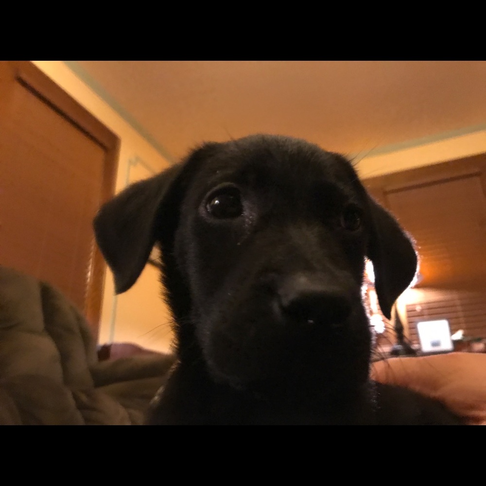 Meet your Posher, Theresa