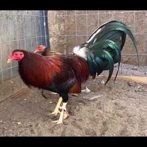 Meet your Posher, Sergio