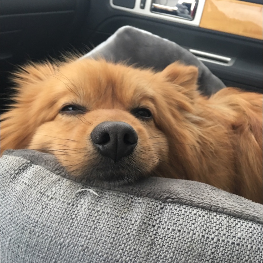 Meet your Posher, Amy