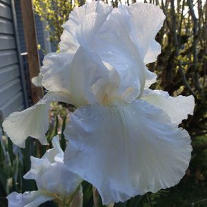 Meet your Posher, Roxann