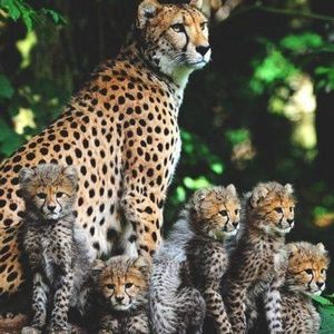 Meet your Posher, Dee