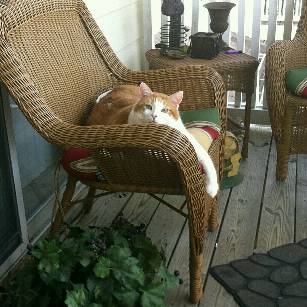 Meet your Posher, Amelia