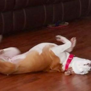 Meet your Posher, Carmen