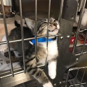 Meet your Posher, Cassie