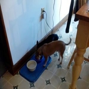 Meet your Posher, Dawn