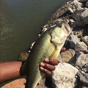 Meet your Posher, Lacy