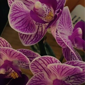 Meet your Posher, Meltem