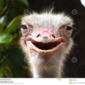 Meet your Posher, Bobby