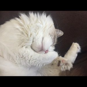 Meet your Posher, Kelly