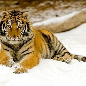 Meet your Posher, Deborah