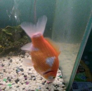 Meet your Posher, Jorge