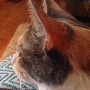 Meet your Posher, Chri